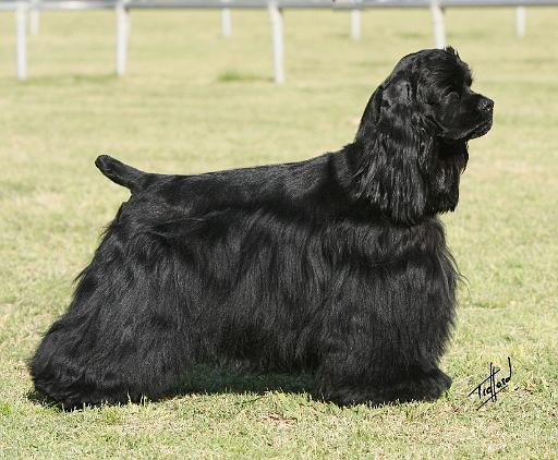 American Cocker Spaniel 9Y659D-172.JPG